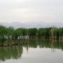 ع