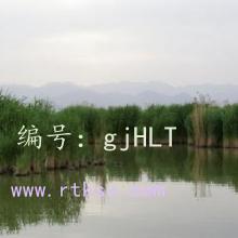 ̨